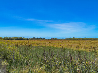 Travis Wetlands 16th January 2024