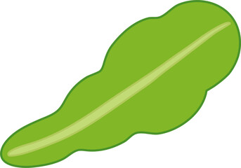 lettuce slice clipart
