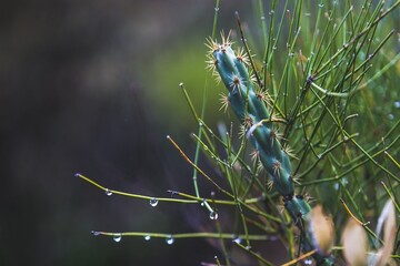 Wet Desert