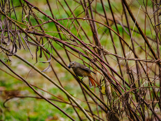食事中のジョウビタキ