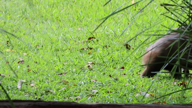 Wombat Grazing Peacefully in Grass