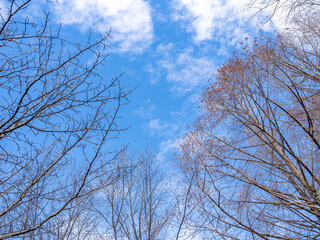 冬の青空