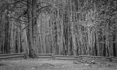 Arizona Forest