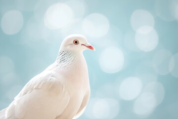 pigeon background