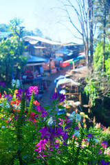 Colorful flowers on blur house background