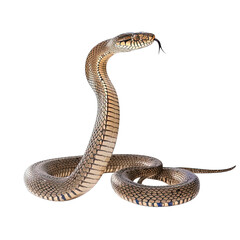Fototapeta premium snake in front of background
