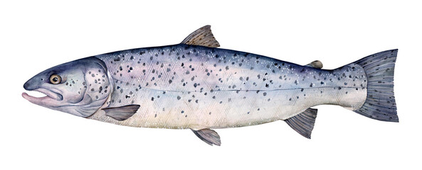 Watercolor lake trout (Salmo Trutta Lacustris). Hand drawn fish illustration isolated on white background. - obrazy, fototapety, plakaty