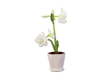 Close-up view of blooming white flowers grown in pots isolated on transparent background png file.