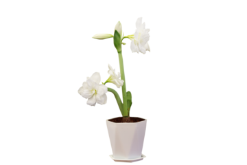 Close-up view of blooming white flowers grown in pots isolated on transparent background png file.