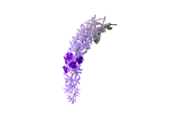 Close-up view of purple flower bouquet isolated on transparent background png file.