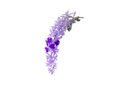 Close-up view of purple flower bouquet isolated on transparent background png file.
