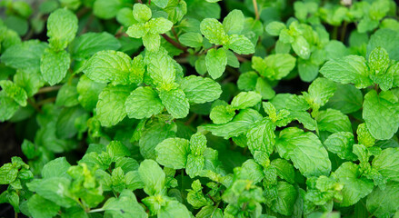 Pepper mint leaves in the garden, Fresh mint leaves background.