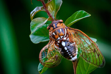 Giant Grassland Cicada (Megatibicen dorsatus) also known as the Bush Cicada or Grand Western Cicada