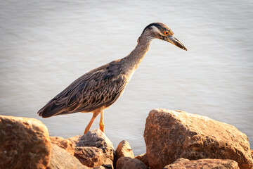 Juvenile Yellow-crowned Night Heron (Nyctanassa violacea) fishing on a lake shore