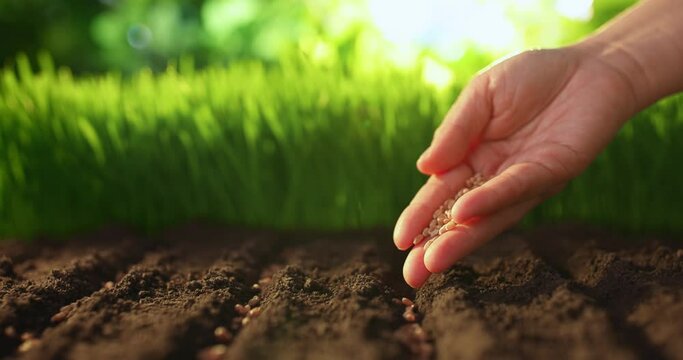 Farmer&acute;s hand planting seed of wheat into soil. Sowing at springtime