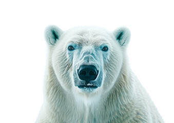 Majestic Polar Bear With Blue Eyes and Black Nose On Ice