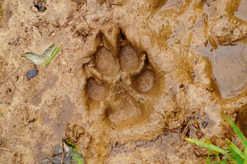 Footprint Dog Mud 1