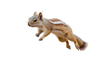 Small Squirrel Jumping off Rock Into the Air