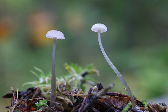 Dripping bonnet, Roridomyces rorida, also called Mycena rorida, commonly known as slippery mycena, wild mushroom from Finland