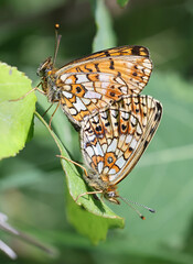 Small pearl-bordered fritillary, Boloria selene, also known as silver-bordered fritillary 