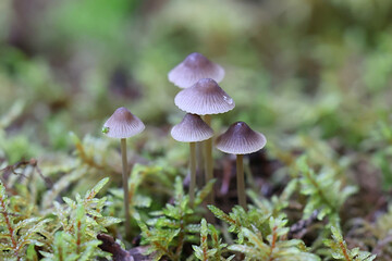 Golden edge bonnet, Mycena aurantiomarginata, wild mushroom from Finland