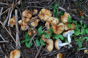 Pholiota lubrica, a scalycap mushroom from Finland, no common English name