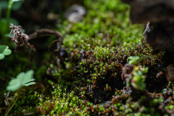 green moss on the grass, moss on the tree, the depths of the moss-covered forest.