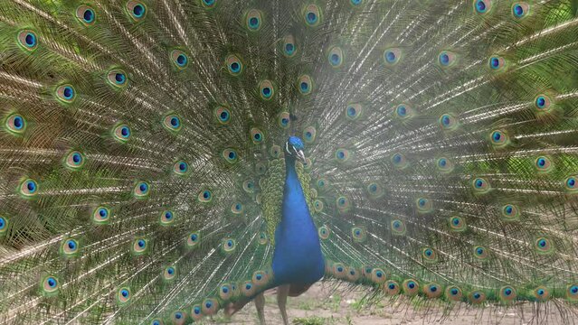 4K video of a peacock pointing his fan towards a female peacock and doing a mating dance