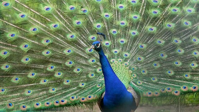 4K video of a peacock pointing his fan towards a female peacock and doing a mating dance
