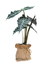 green palm leaves pattern of Alocasia sanderiana Bull with pot for nature concept ,tropical leaf isolated