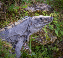 iguana in shade