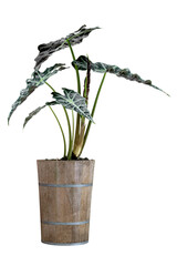 green palm leaves pattern of Alocasia sanderiana Bull with pot for nature concept ,tropical leaf...