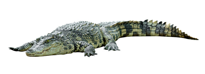 crocodile isolated
