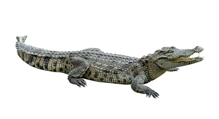 crocodile isolated