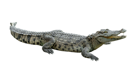 crocodile isolated