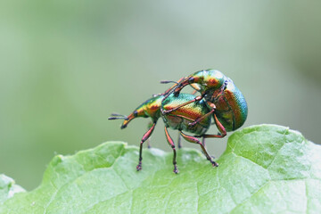 Hazel leaf roller, Byctiscus betulae., copulating weevils on a leaf