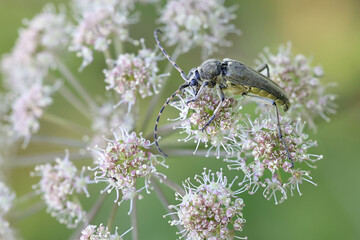 Longhorn beetle or longicorn, Anoplodera virens, feeding on Wild Angelica