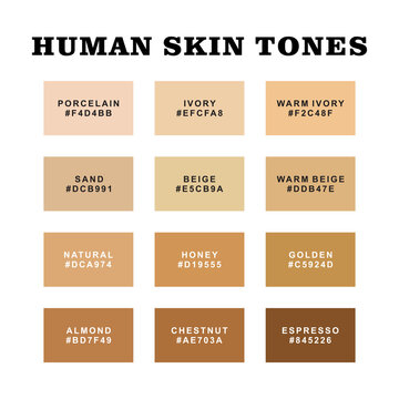 Human Skin tone color. Collection Color palette, Skin tones. Flat vector illustration.