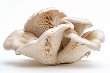 Fototapeta na wymiar Oyster mushroom on white.