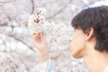 満開の桜を触る男性