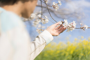 花が咲いた桜の枝を触る男性
