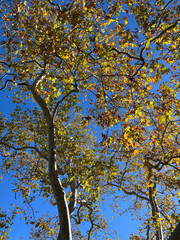 Southern California Winter Trees under Blue Sky