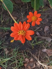 orange flower in the garden