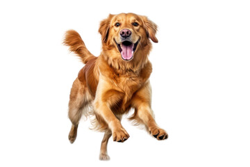 Golden retriever dog on transparent background