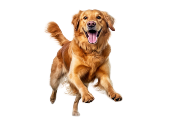 Golden retriever dog on transparent background