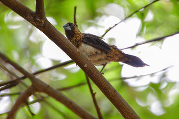 bird

