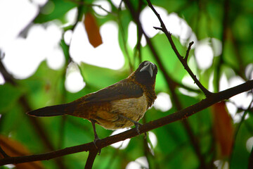 bird
