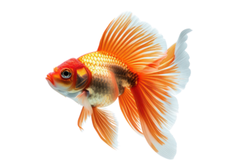 Goldfish on transparent background