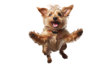 Dog jumping on transparent background