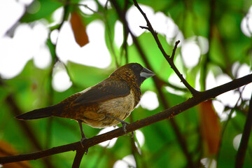 bird
